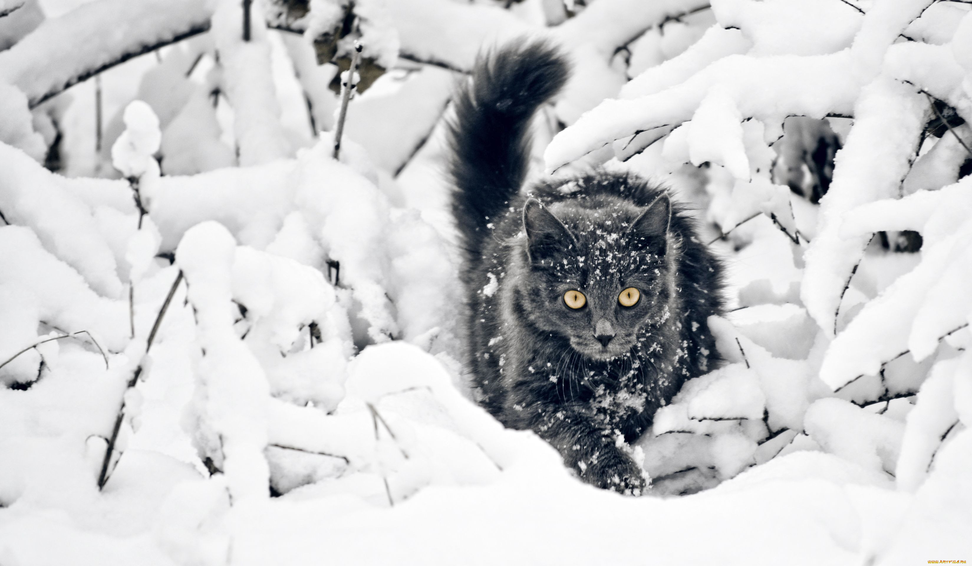 Декабрь кошки. Кот в снегу. Кот зимой. Пушистый снег. Обои на рабочий стол коты зимой.